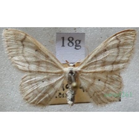 Idaea deversaria (Herrich-Schäffer, 1847) Krocznik gospodek Czech18g